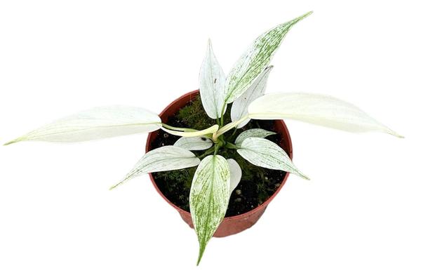 Philodendron Florida Ghost - Ø10,5cm - ↕15cm - Sierplantenshop