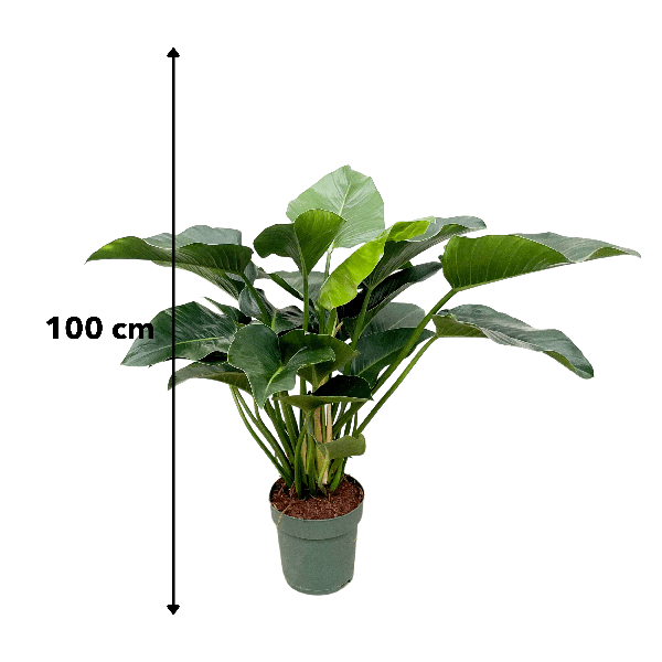 Philodendron Green Beauty - 120cm - ⌀30 - Sierplantenshop