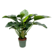 Philodendron Green Beauty - 120cm - ⌀30 - Sierplantenshop