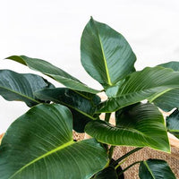 Philodendron Green Beauty - 120cm - ⌀30 - Sierplantenshop