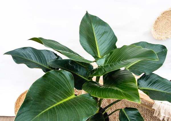 Philodendron Green Beauty - 120cm - ⌀30 - Sierplantenshop