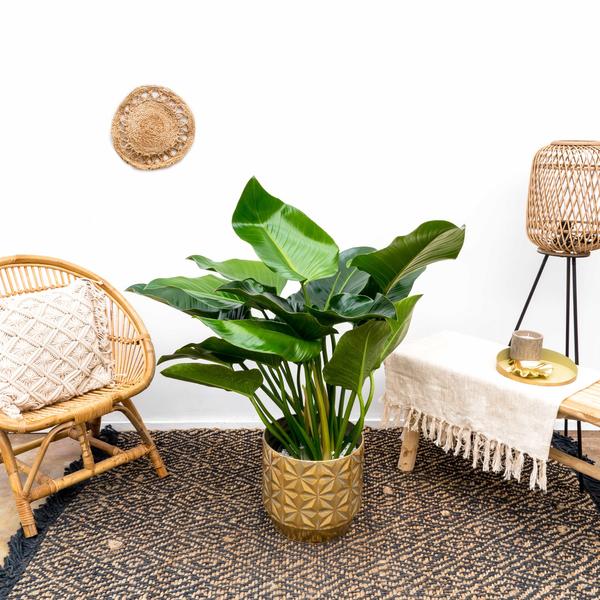 Philodendron Green Beauty - 120cm - ⌀30 - Sierplantenshop