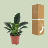 Philodendron Green Princess - ↕25cm - Ø12 - Sierplantenshop