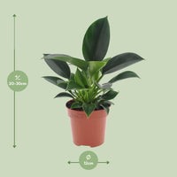 Philodendron Green Princess - ↕25cm - Ø12 - Sierplantenshop