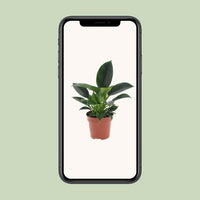 Philodendron Green Princess - ↕25cm - Ø12 - Sierplantenshop