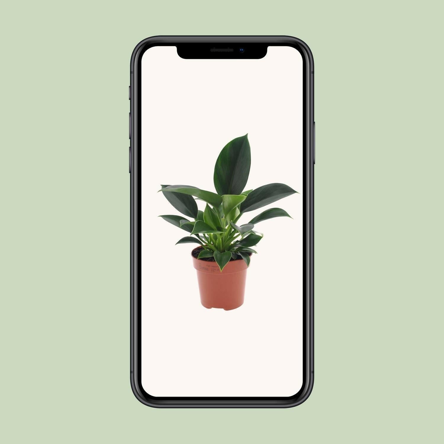 Philodendron Green Princess - ↕25cm - Ø12 - Sierplantenshop