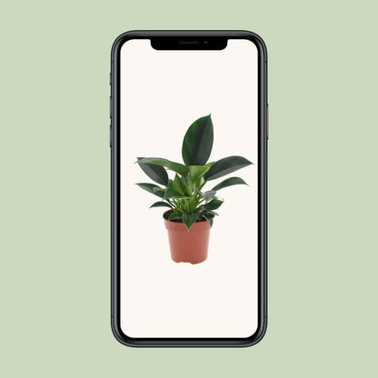 Philodendron Green Princess - ↕25cm - Ø12 - Sierplantenshop