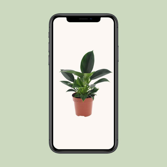 Philodendron Green Princess - ↕25cm - Ø12 - Sierplantenshop