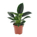 Philodendron Green Princess - ↕25cm - Ø12 - Sierplantenshop