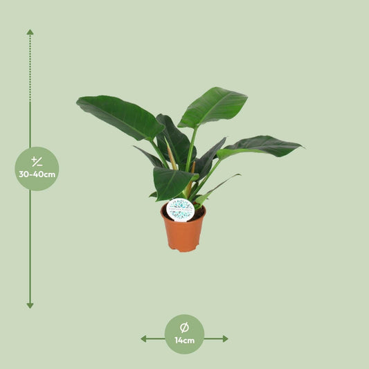 Philodendron Imperial Green - ↕40cm - Ø14 - Sierplantenshop