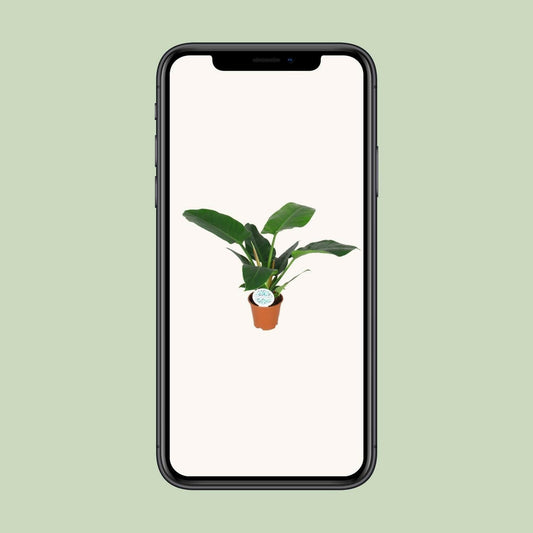 Philodendron Imperial Green - ↕40cm - Ø14 - Sierplantenshop