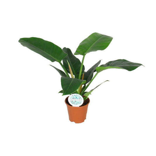 Philodendron Imperial Green - ↕40cm - Ø14 - Sierplantenshop