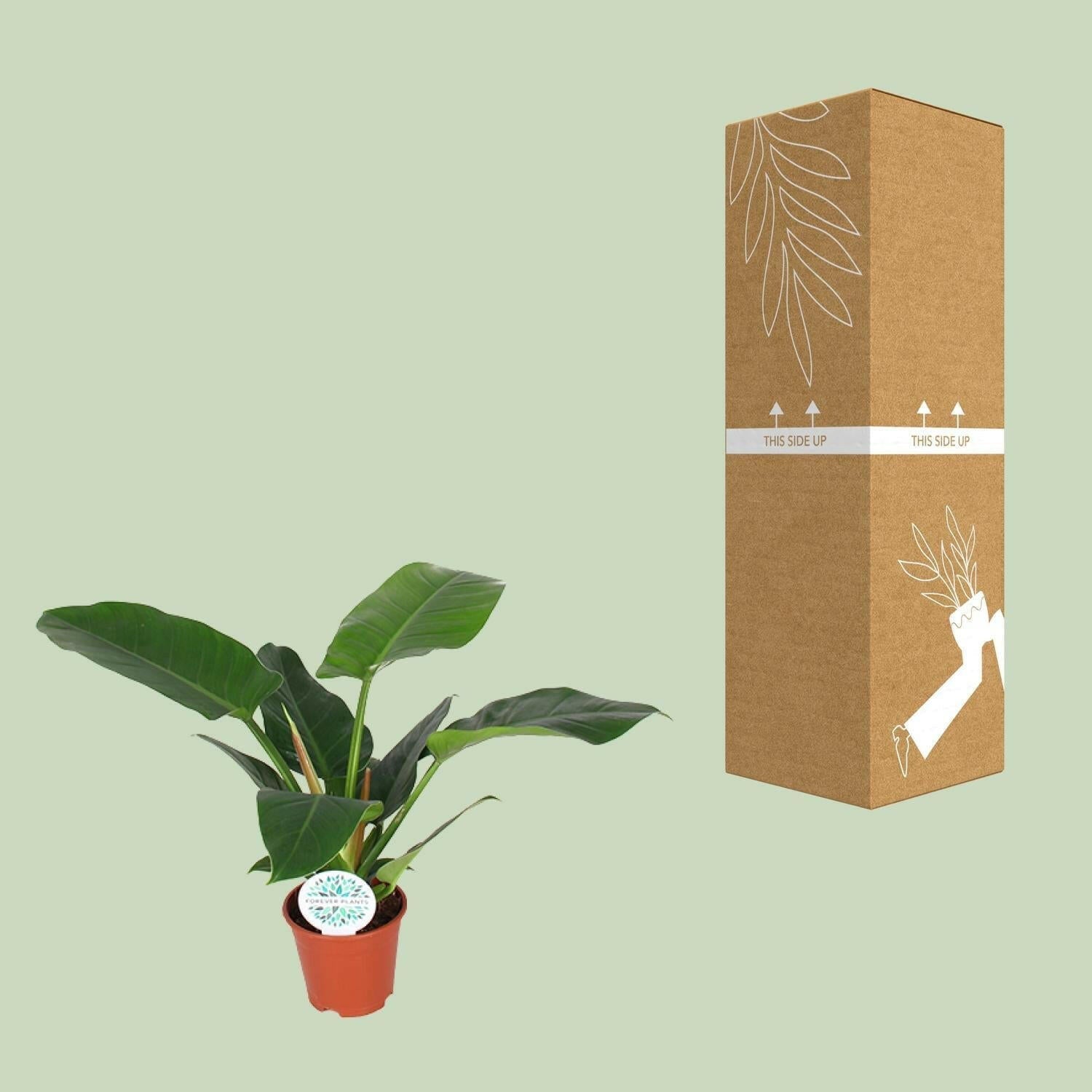 Philodendron Imperial Green - ↕50cm - Ø17 - Sierplantenshop