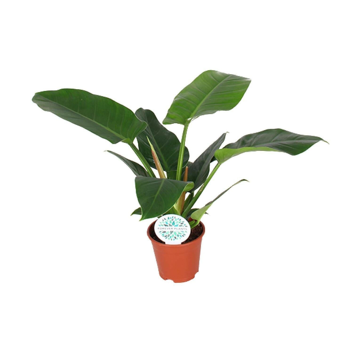 Philodendron Imperial Green - ↕50cm - Ø17 - Sierplantenshop