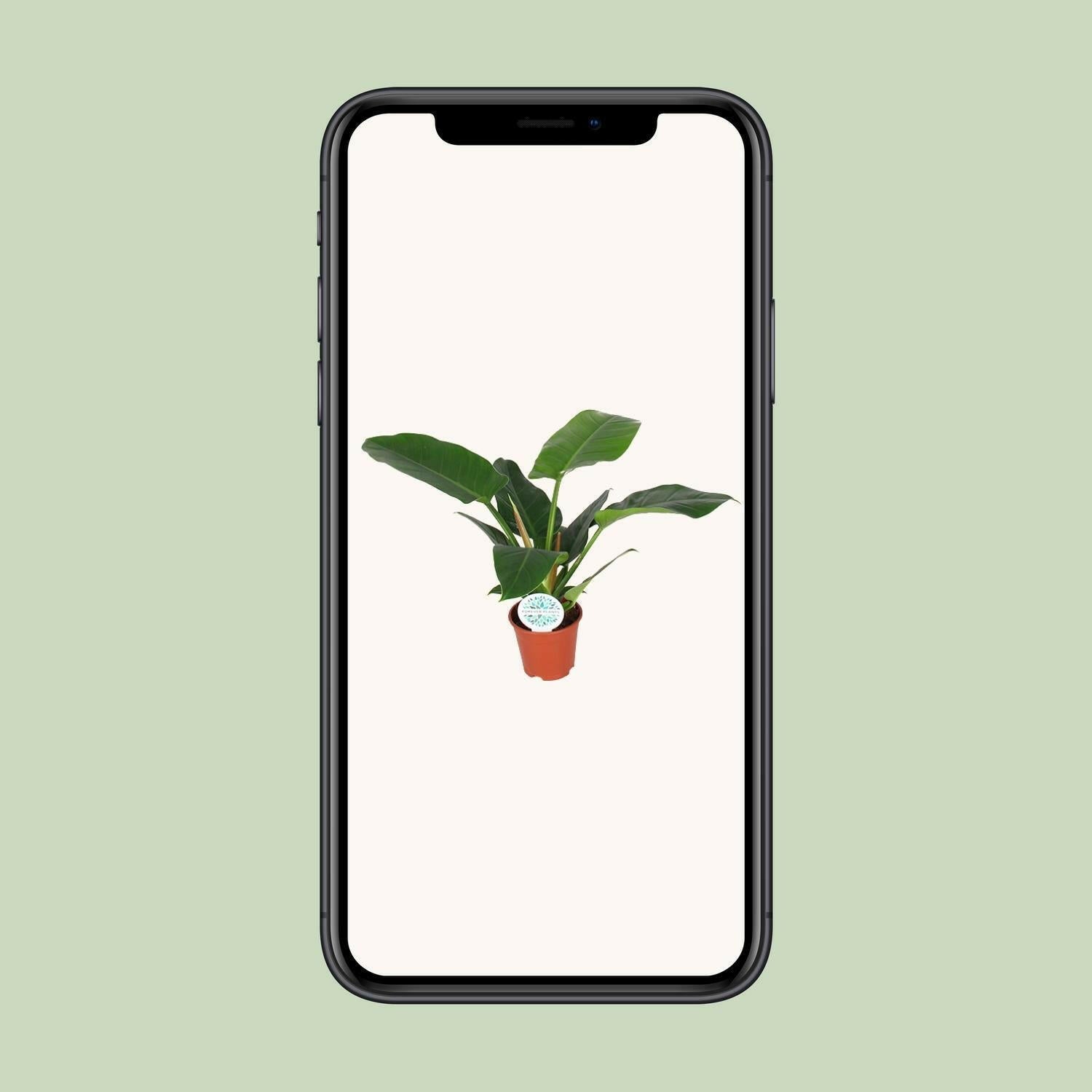 Philodendron Imperial Green - ↕50cm - Ø17 - Sierplantenshop