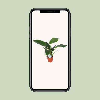 Philodendron Imperial Green - ↕50cm - Ø17 - Sierplantenshop