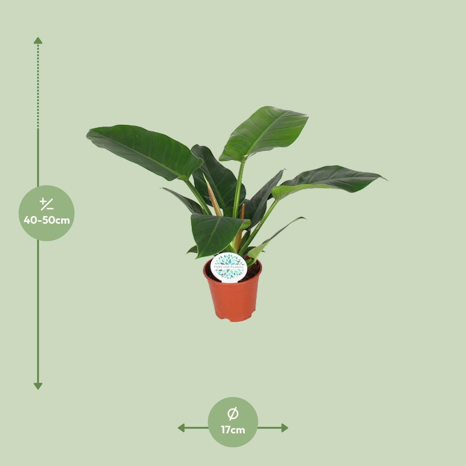 Philodendron Imperial Green - ↕50cm - Ø17 - Sierplantenshop