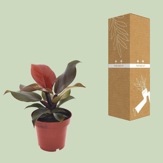 Philodendron Imperial Red - ↕25cm - Ø12 - Sierplantenshop