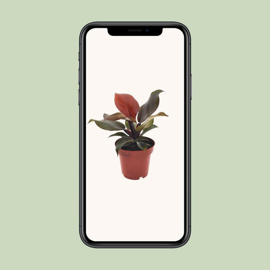 Philodendron Imperial Red - ↕25cm - Ø12 - Sierplantenshop