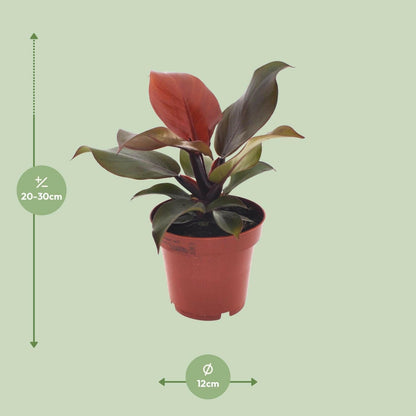 Philodendron Imperial Red - ↕25cm - Ø12 - Sierplantenshop