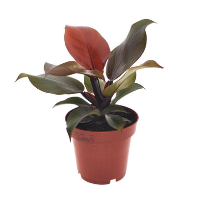 Philodendron Imperial Red - ↕25cm - Ø12 - Sierplantenshop