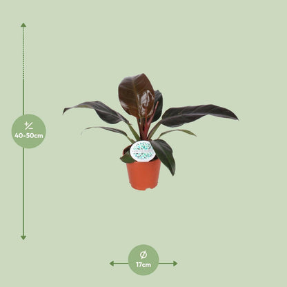Philodendron Imperial Red - ↕50cm - Ø17 - Sierplantenshop