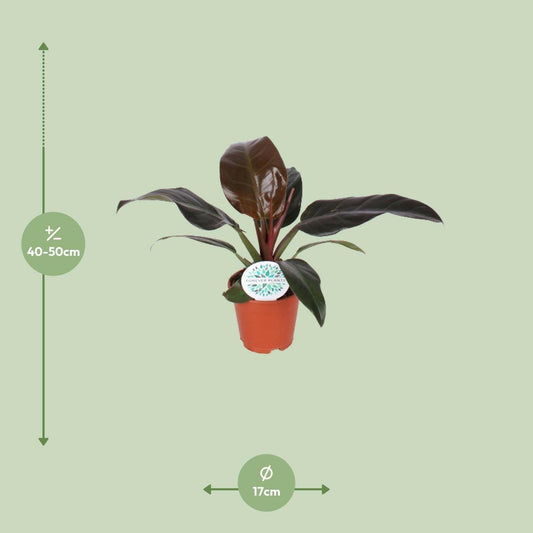 Philodendron Imperial Red - ↕50cm - Ø17 - Sierplantenshop