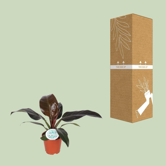 Philodendron Imperial Red - ↕50cm - Ø17 - Sierplantenshop
