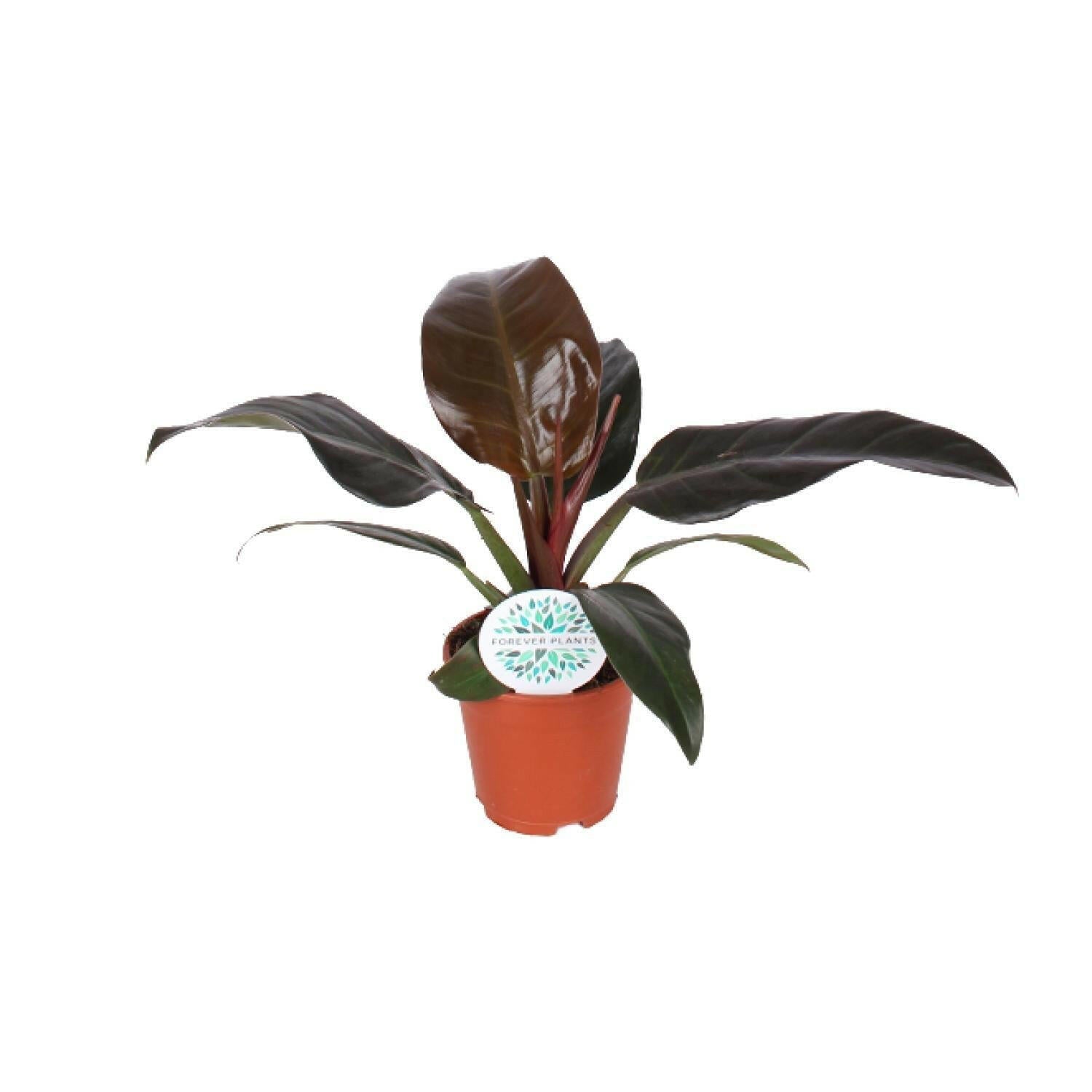 Philodendron Imperial Red - ↕50cm - Ø17 - Sierplantenshop