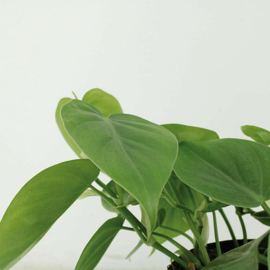 Philodendron Scandens Set van 2 - ↕15cm - Ø12 - Sierplantenshop