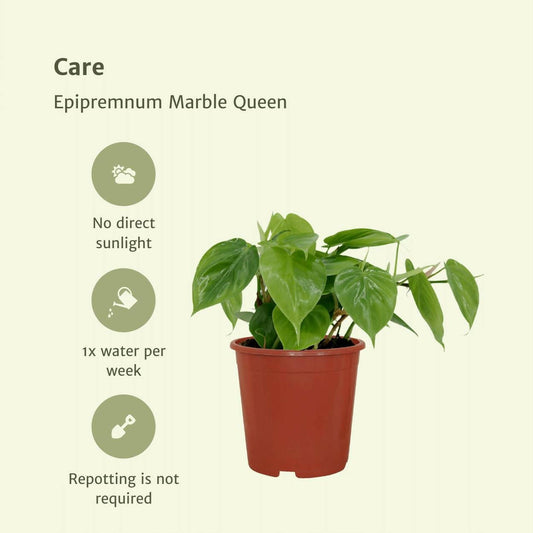 Philodendron Scandens Set van 2 - ↕15cm - Ø12 - Sierplantenshop