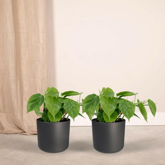 Philodendron Scandens Set van 2 - ↕15cm - Ø12 - Sierplantenshop