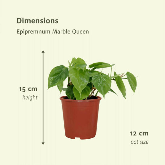 Philodendron Scandens Set van 2 - ↕15cm - Ø12 - Sierplantenshop