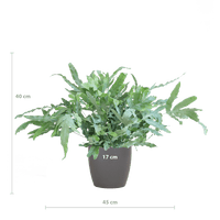 Phlebodium Aureum 'Blue Star' met Viber grijs - ↕40cm - Ø17 - Sierplantenshop