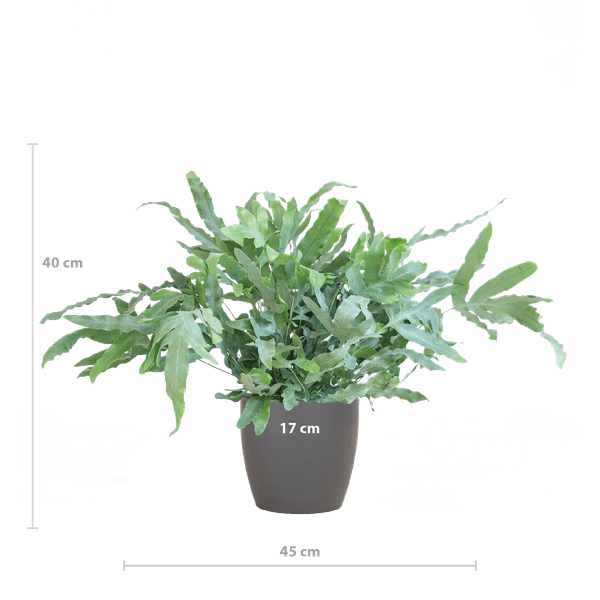 Phlebodium Aureum 'Blue Star' met Viber grijs - ↕40cm - Ø17 - Sierplantenshop