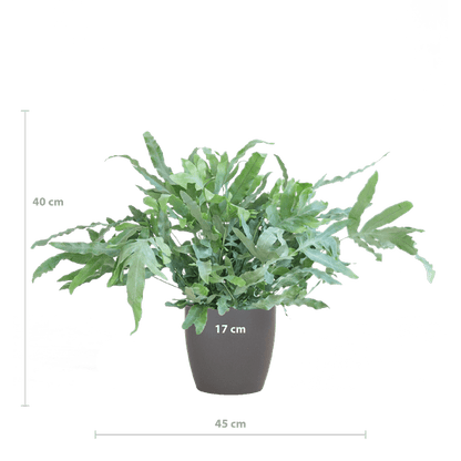 Phlebodium Aureum 'Blue Star' met Viber grijs - ↕40cm - Ø17 - Sierplantenshop