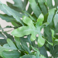 Phlebodium Aureum 'Blue Star' met Viber grijs - ↕40cm - Ø17 - Sierplantenshop