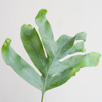 Phlebodium Aureum 'Blue Star' met Viber grijs - ↕40cm - Ø17 - Sierplantenshop