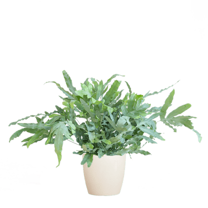 Phlebodium Aureum 'Blue Star' met Viber wit - ↕40cm - Ø17 - Sierplantenshop