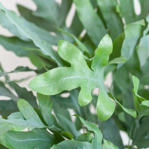 Phlebodium Aureum 'Blue Star' met Viber wit - ↕40cm - Ø17 - Sierplantenshop