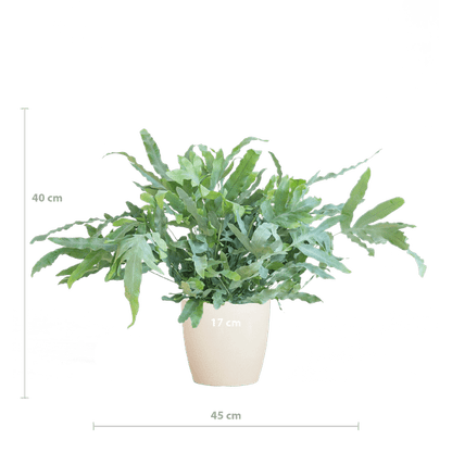 Phlebodium Aureum 'Blue Star' met Viber wit - ↕40cm - Ø17 - Sierplantenshop