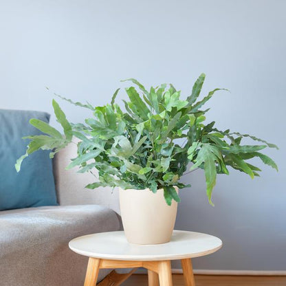 Phlebodium Aureum 'Blue Star' met Viber wit - ↕40cm - Ø17 - Sierplantenshop