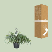 Phlebodium Aureum Blue Star - Ø17cm - ↕50cm - Sierplantenshop