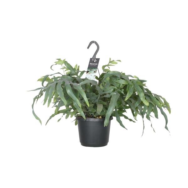 Phlebodium Aureum Blue Star - Ø17cm - ↕50cm - Sierplantenshop