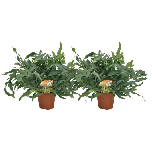 Phlebodium Blue Star - Set van 2 - ↕60cm - Ø17 - Sierplantenshop