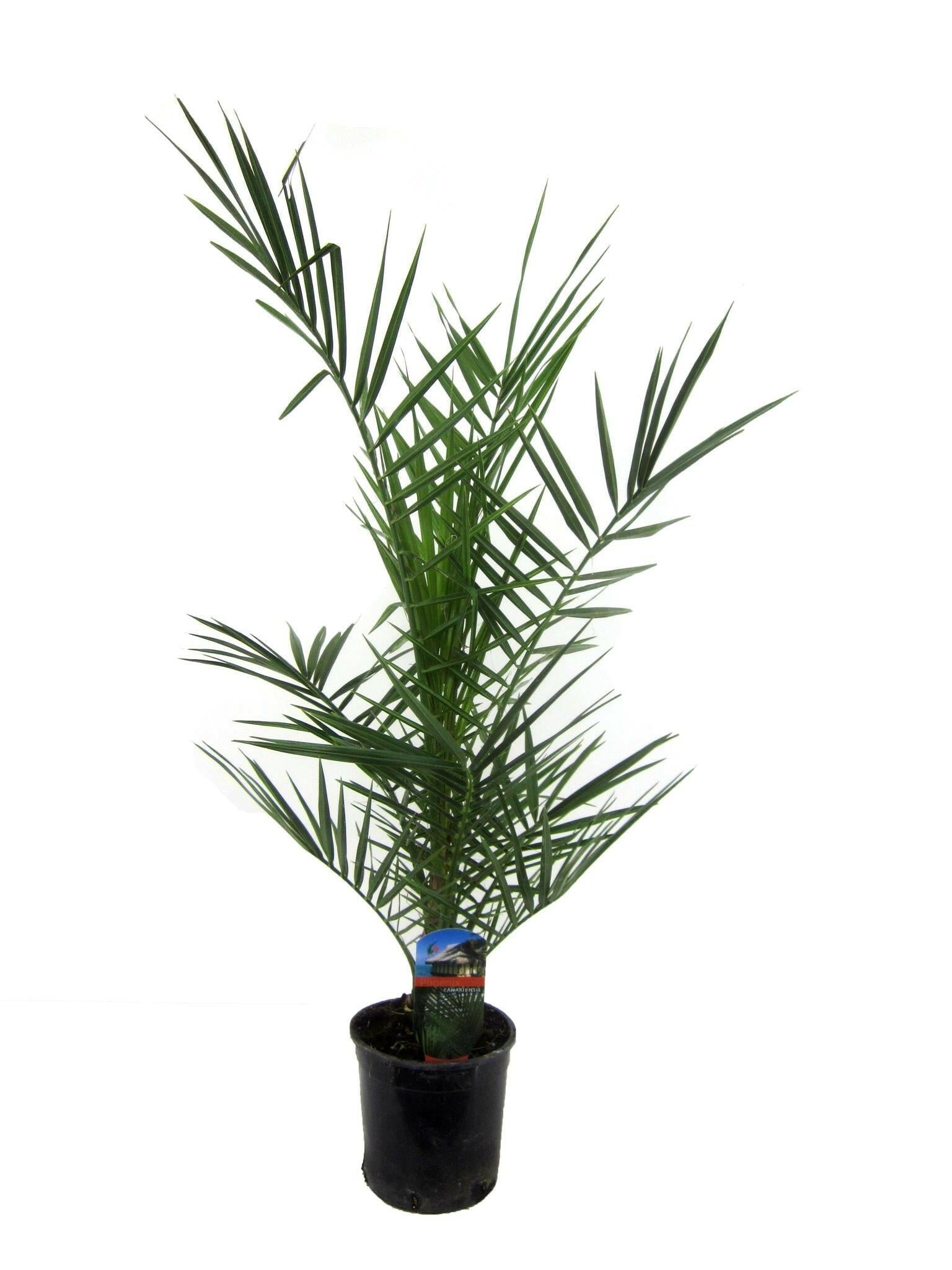Phoenix Canariensis Canarische Dadelpalm - ↕90cm - Ø14 - Sierplantenshop