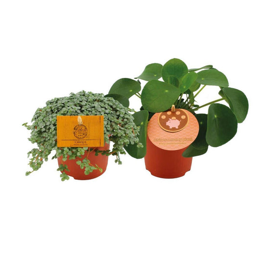 Pilea Duo 1.0 - 2 stuks - Ø10,5cm - ↕15cm - Ø10 - Sierplantenshop