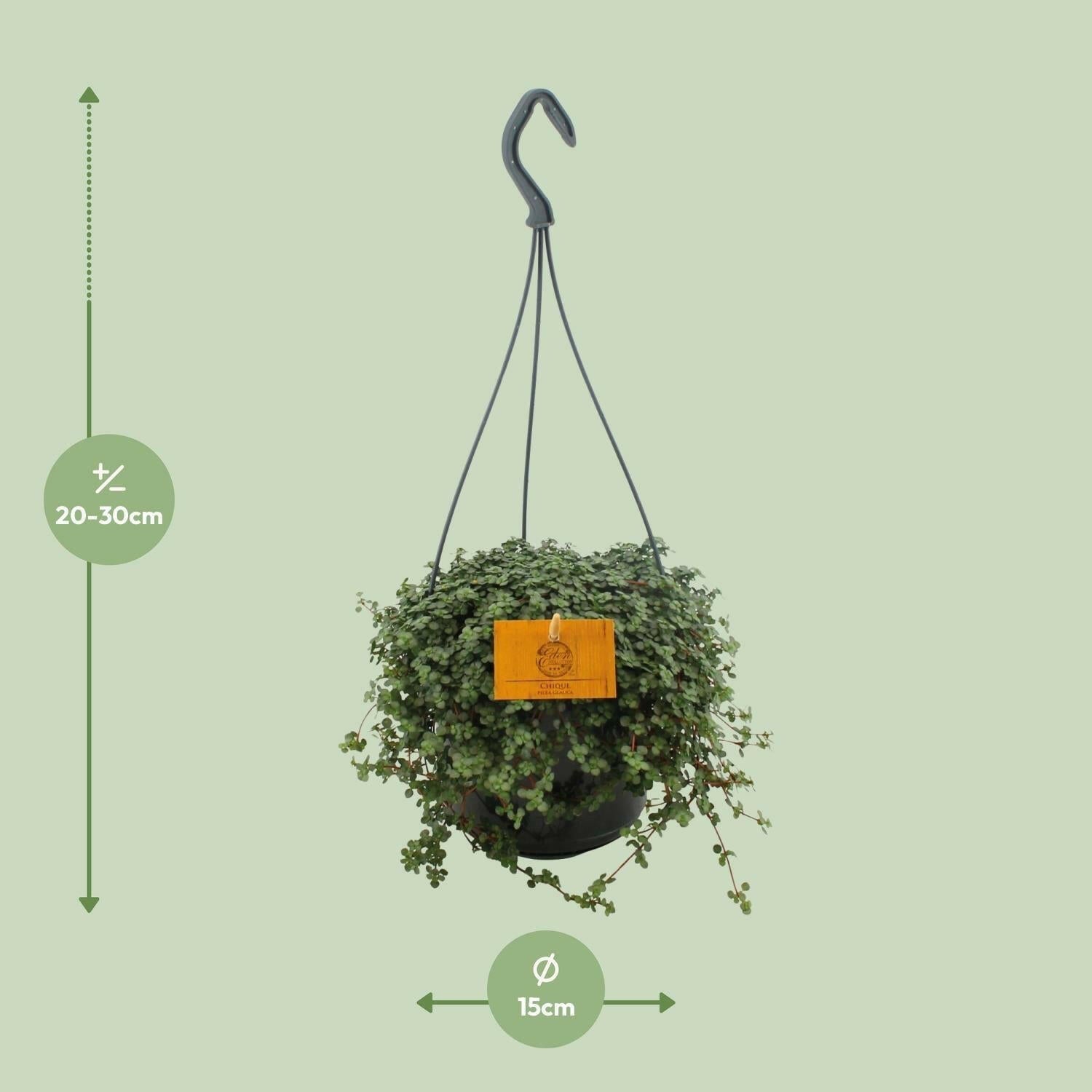 Pilea Glauca - Zilveren Pannenkoekenplant - ↕14 cm - Ø12 - Sierplantenshop