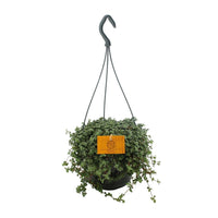 Pilea Glauca - Zilveren Pannenkoekenplant - ↕14 cm - Ø12 - Sierplantenshop