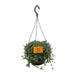 Pilea Glauca - Zilveren Pannenkoekenplant - ↕14 cm - Ø12 - Sierplantenshop